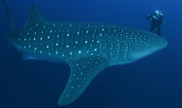Diving with Whale Sharks