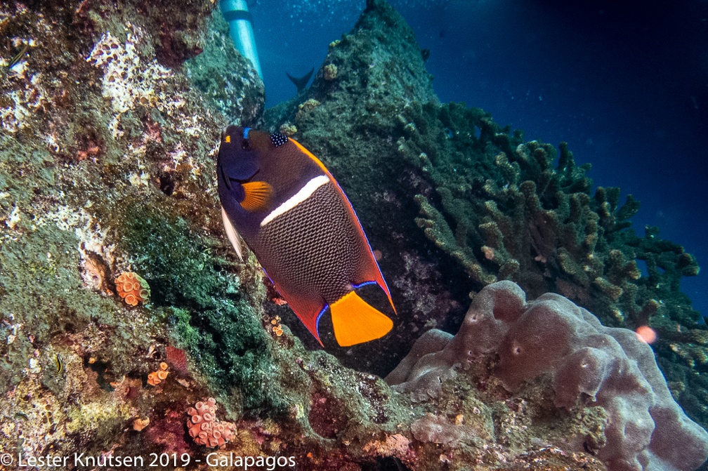 LesterKnutsen 2019 Galapagos  DSC8440