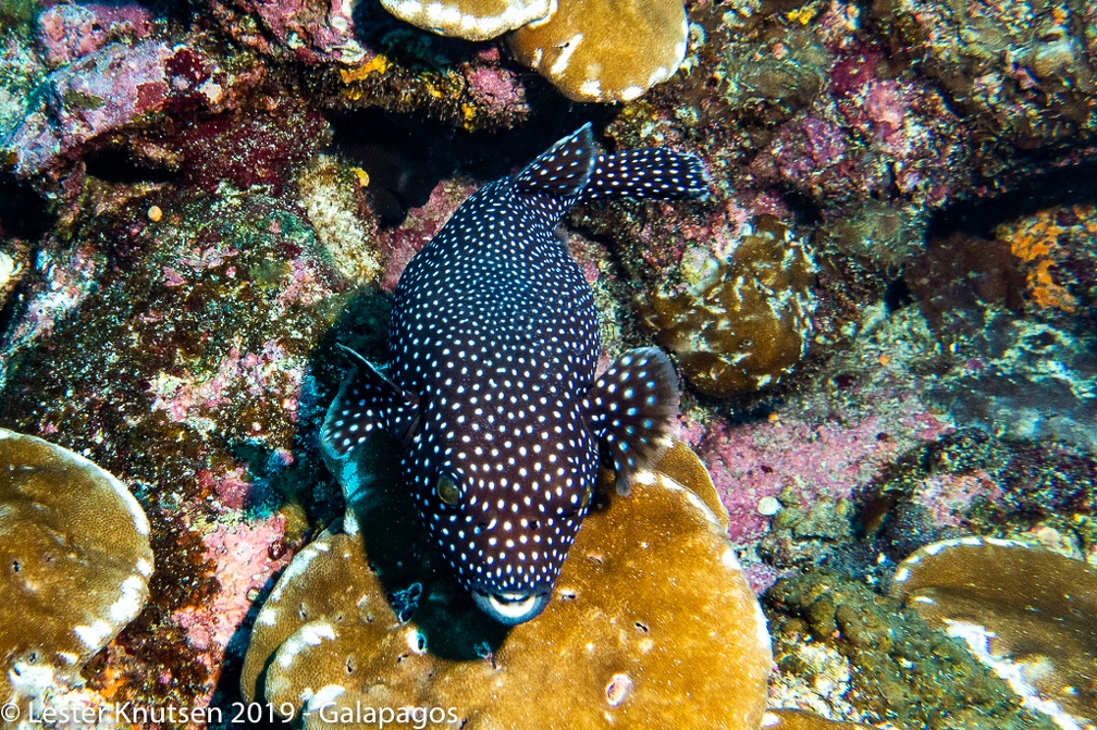 LesterKnutsen 2019 Galapagos  DSC8441