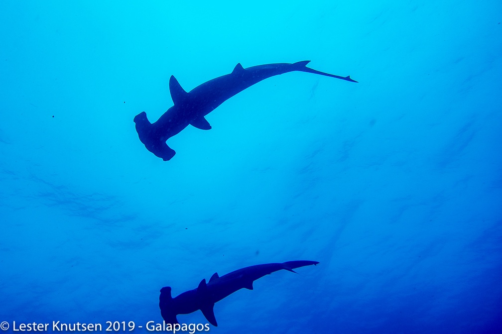 LesterKnutsen 2019 Galapagos  DSC8458