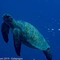 LesterKnutsen_2019_Galapagos__DSC8472.jpg