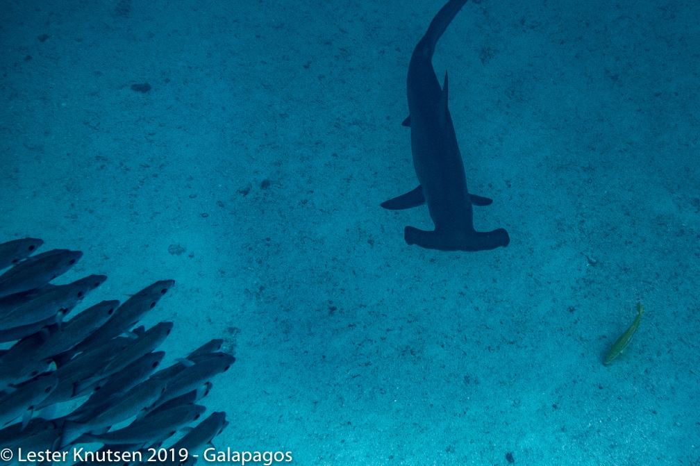 LesterKnutsen 2019 Galapagos DSC8776
