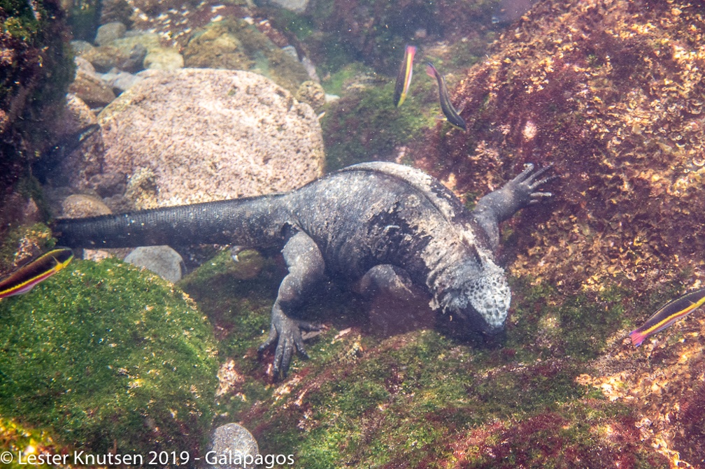 LesterKnutsen 2019 Galapagos DSC8837