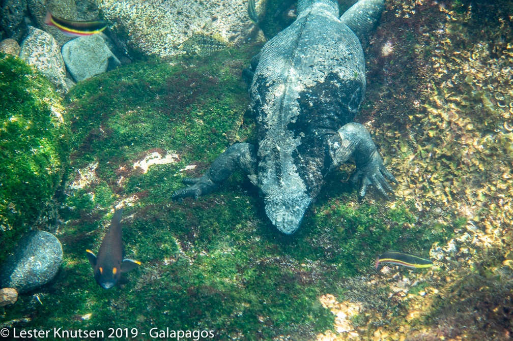 LesterKnutsen 2019 Galapagos DSC8840