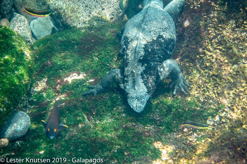 LesterKnutsen_2019_Galapagos_DSC8840.jpg