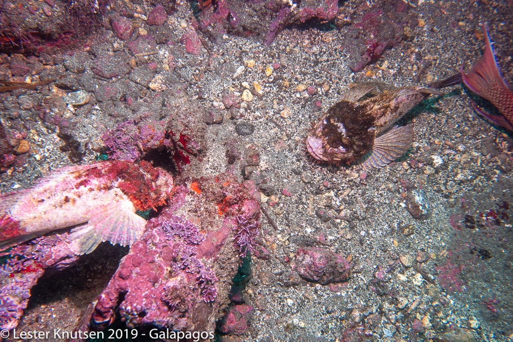 LesterKnutsen 2019 Galapagos DSC8909