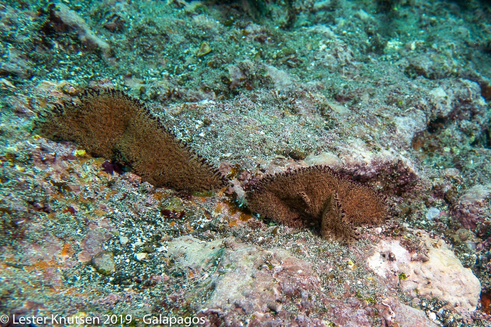 LesterKnutsen 2019 Galapagos DSC8922