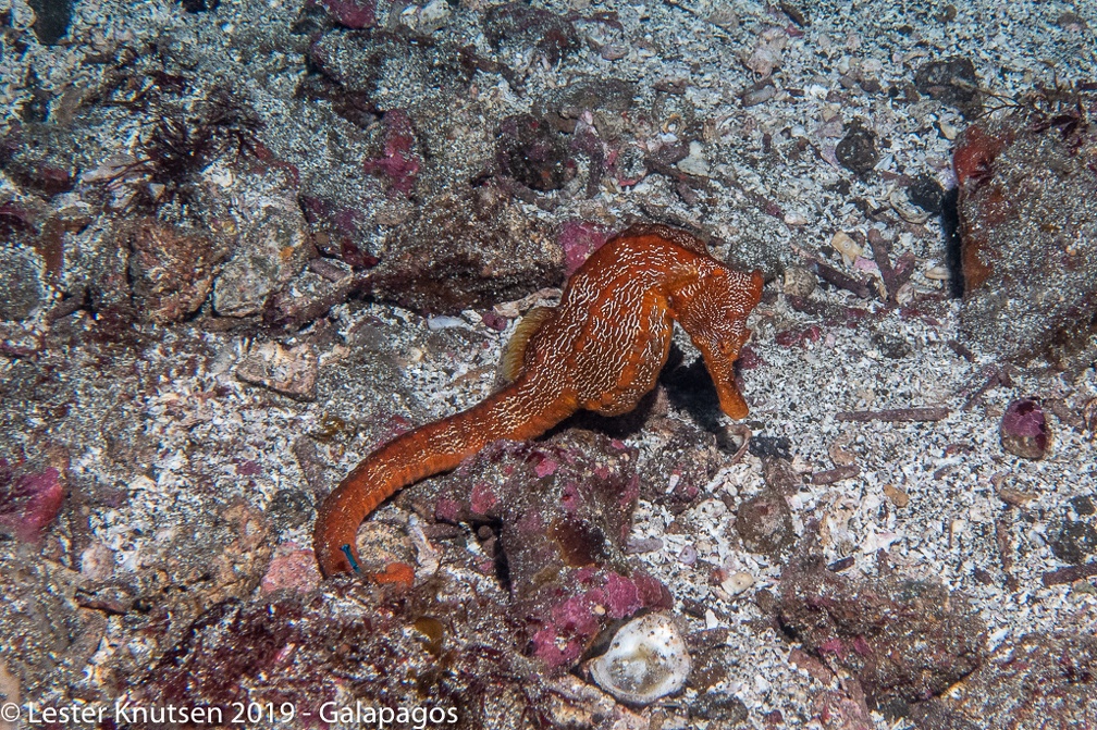 LesterKnutsen 2019 Galapagos DSC8932