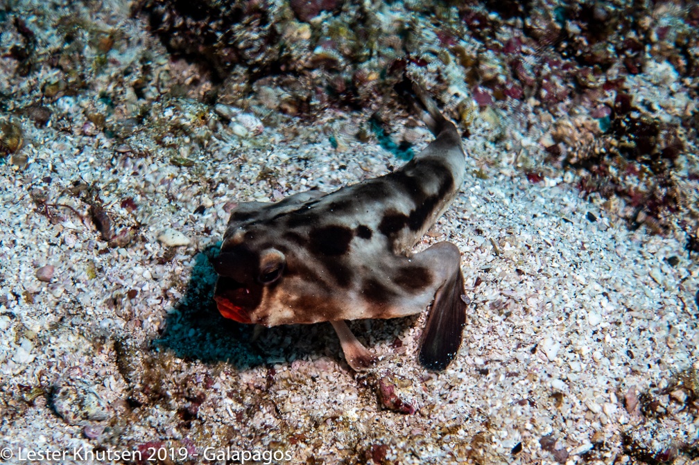 LesterKnutsen 2019 Galapagos DSC9035