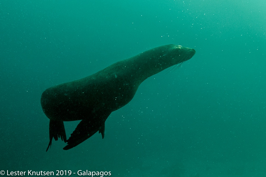 LesterKnutsen 2019 Galapagos DSC9039