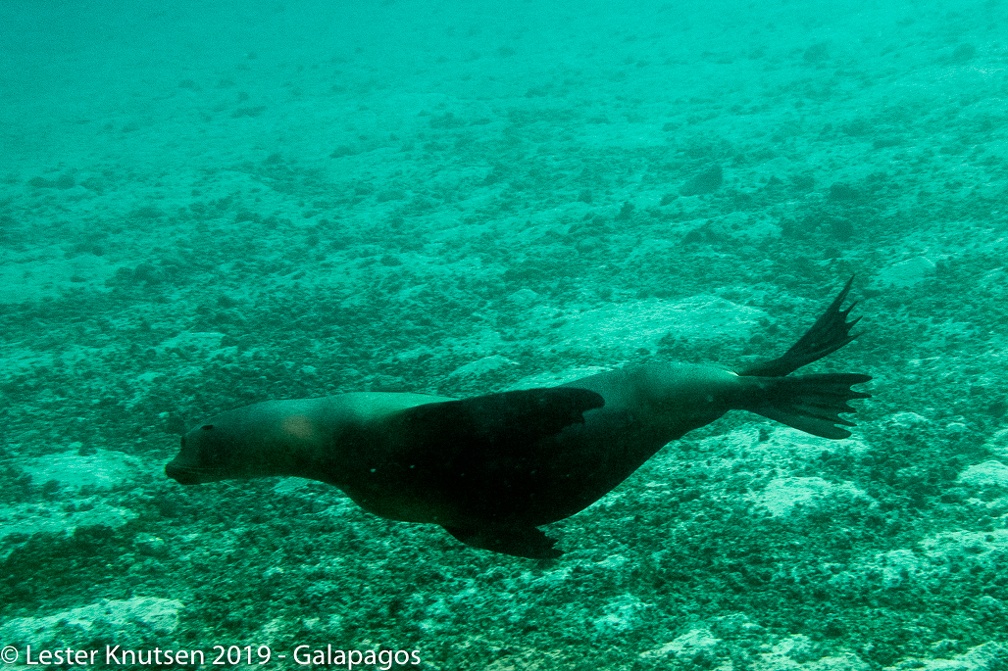 LesterKnutsen 2019 Galapagos DSC9040