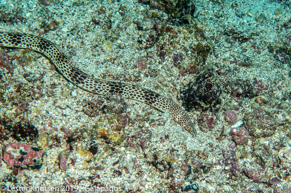 LesterKnutsen 2019 Galapagos DSC9045