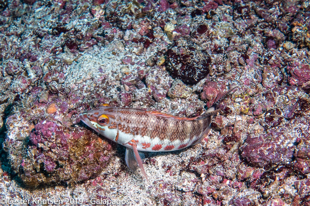 LesterKnutsen 2019 Galapagos DSC9047