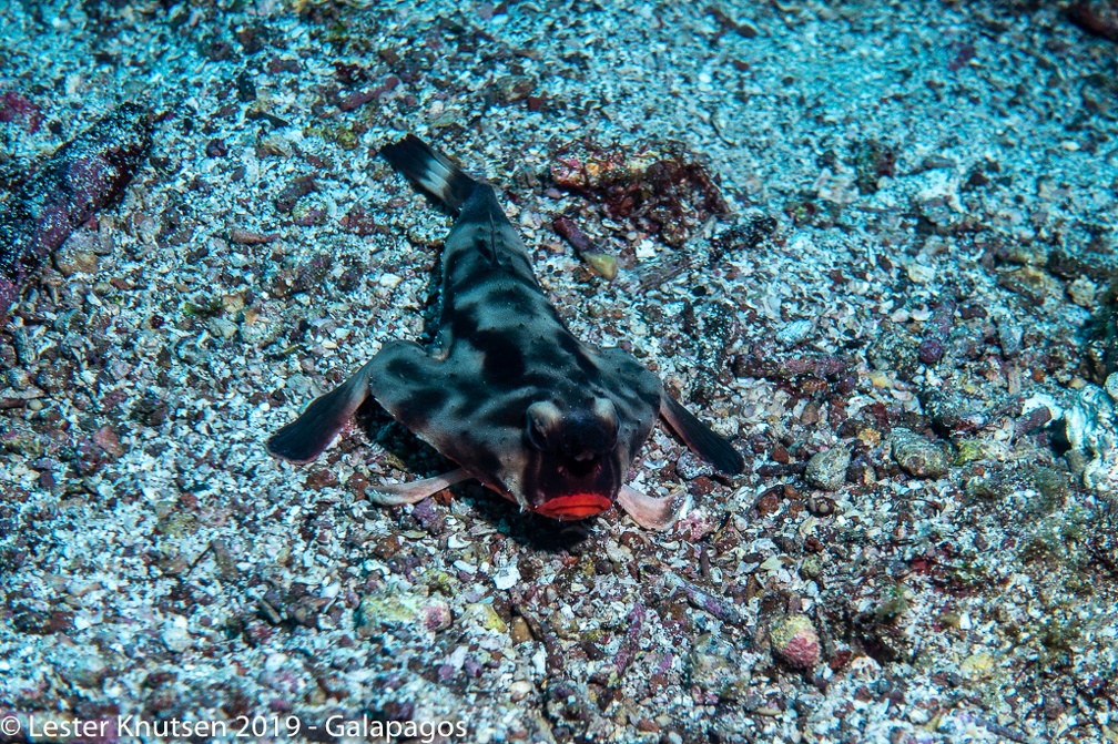 LesterKnutsen 2019 Galapagos DSC9049