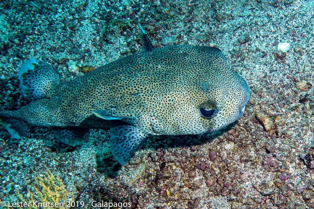 LesterKnutsen 2019 Galapagos DSC9058