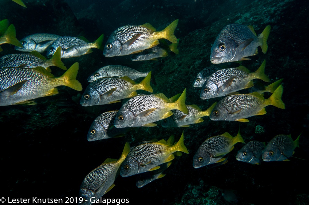 LesterKnutsen 2019 Galapagos DSC9063