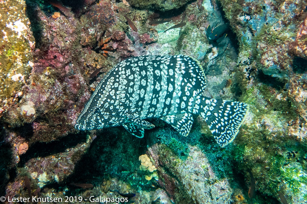 LesterKnutsen 2019 Galapagos DSC9070