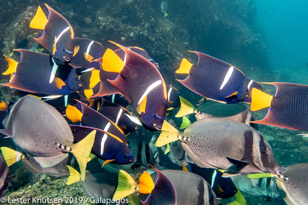 LesterKnutsen 2019 Galapagos DSC9073