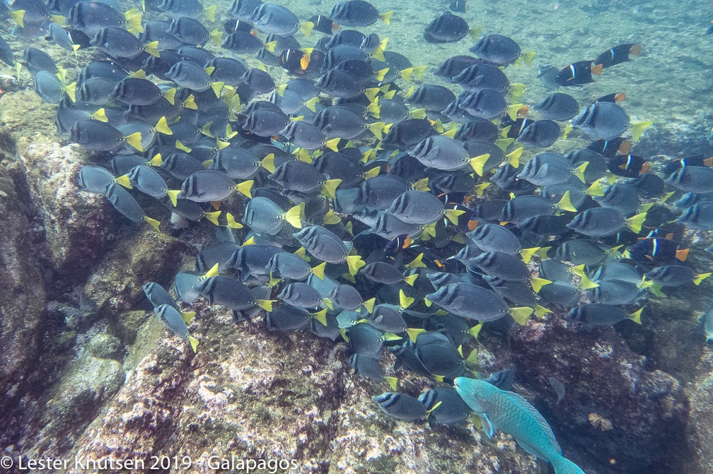 LesterKnutsen 2019 Galapagos DSC9080