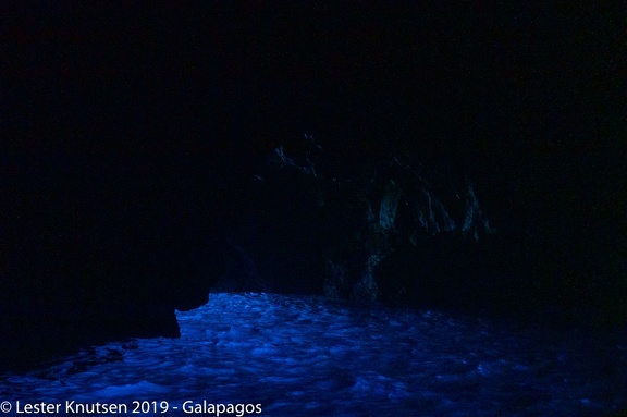 LesterKnutsen 2019 Galapagos  DSC8574