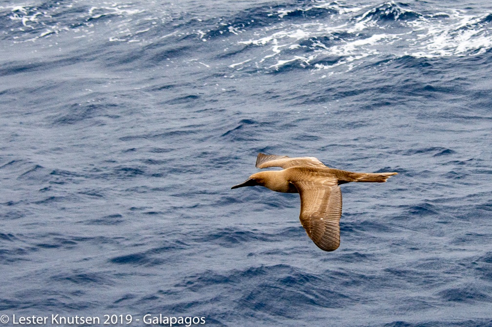 LesterKnutsen 2019 Galapagos DSC9052