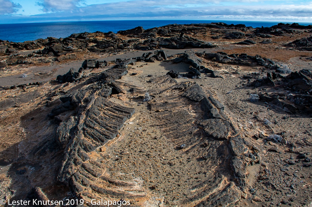 LesterKnutsen 2019 Galapagos-untitled DSC8648