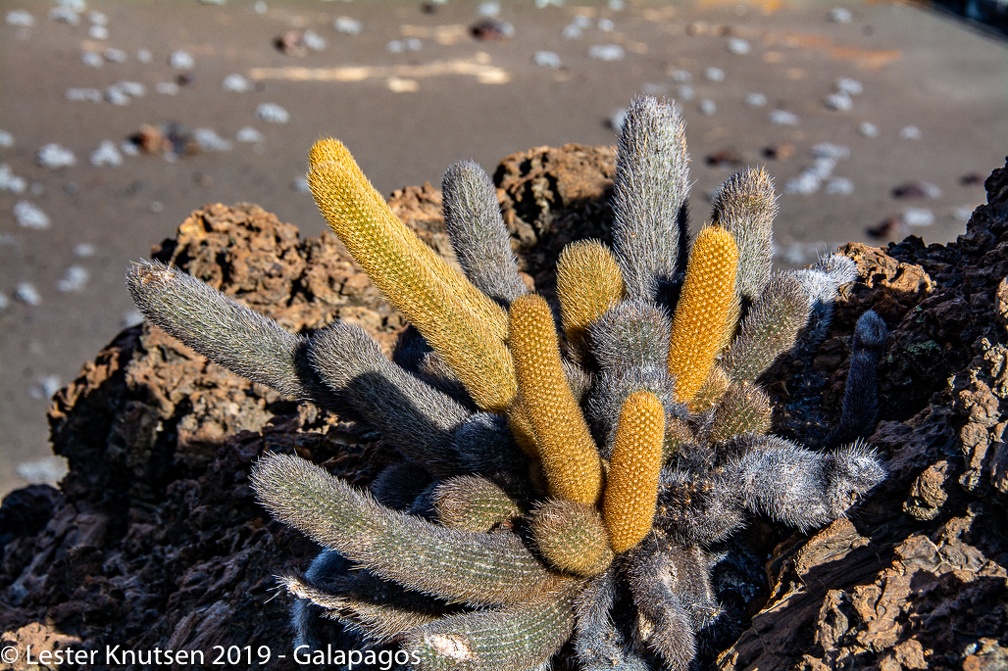 LesterKnutsen 2019 Galapagos-untitled DSC8657