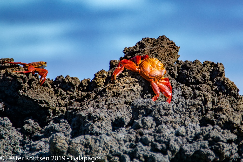 LesterKnutsen 2019 Galapagos-untitled DSC8762