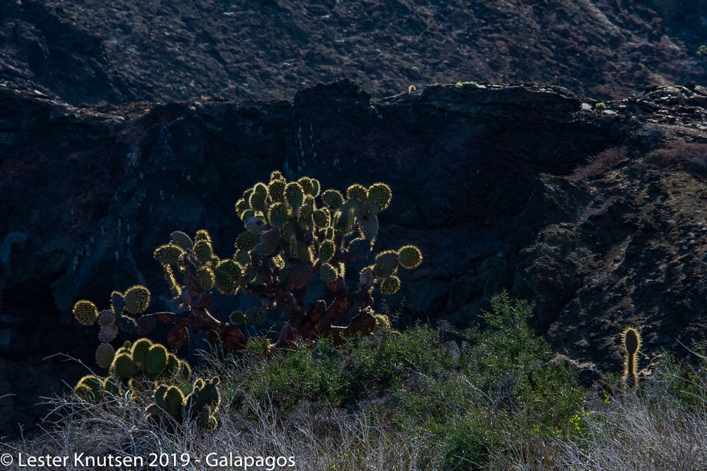 LesterKnutsen 2019 Galapagos-untitled DSC8780