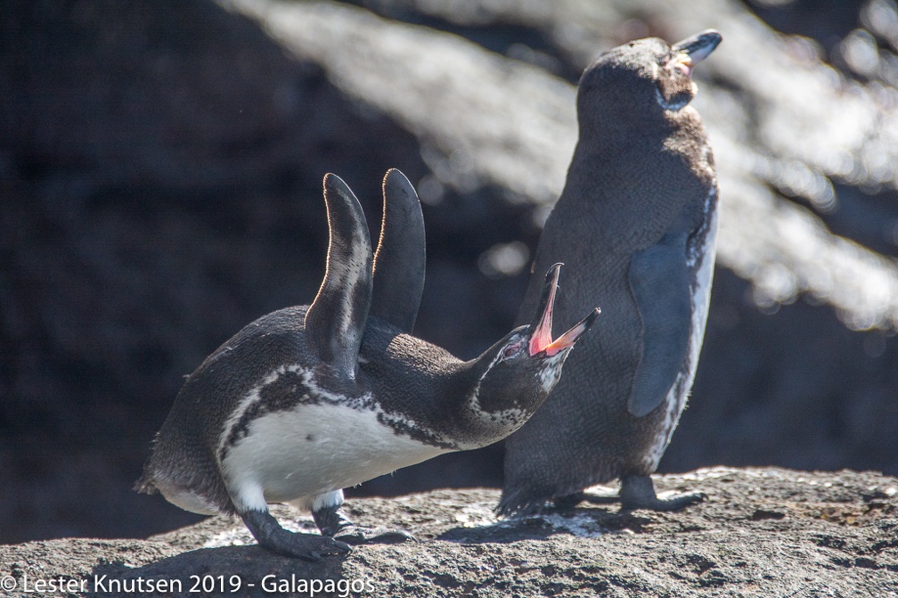 LesterKnutsen 2019 Galapagos-untitled DSC8823