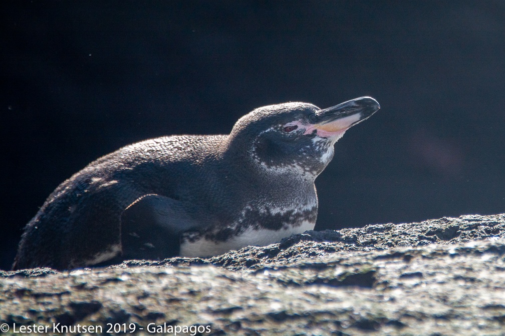 LesterKnutsen 2019 Galapagos-untitled DSC8855