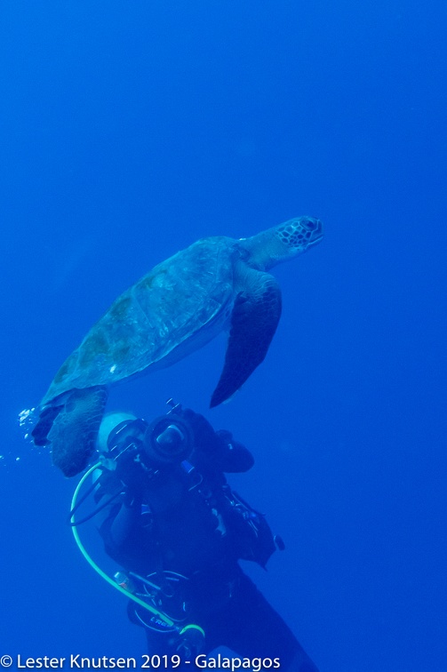 LesterKnutsen 2019 Galapagos DSC8829