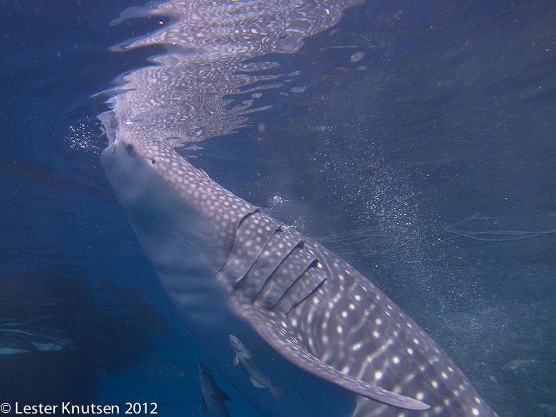 LesterKnutsen 2012 RajaAmpat IMG 3347