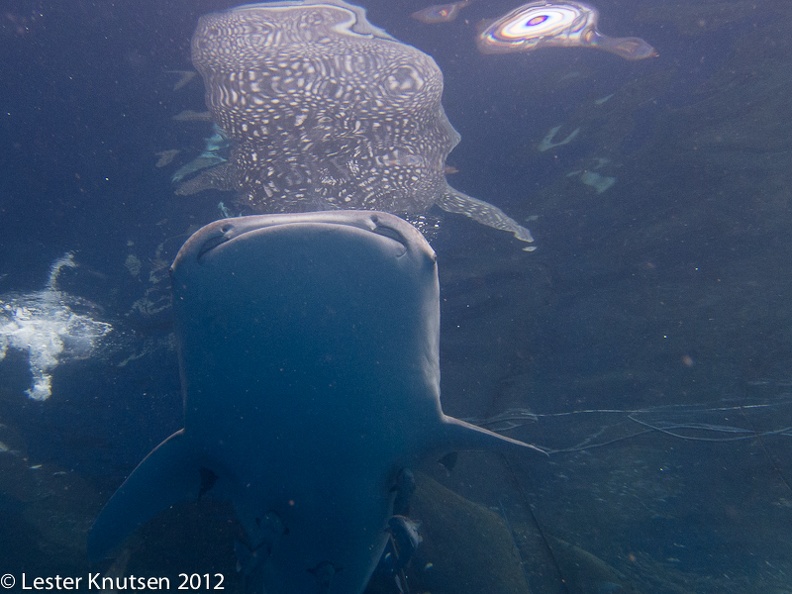 LesterKnutsen_2012_RajaAmpat_IMG_3356.jpg