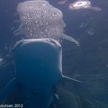 LesterKnutsen_2012_RajaAmpat_IMG_3356.jpg