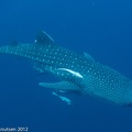 LesterKnutsen 2012 RajaAmpat IMG 3496