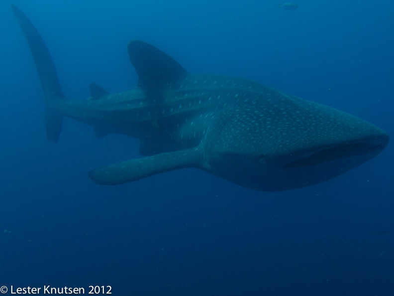 LesterKnutsen 2012 RajaAmpat IMG 3577