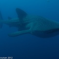 LesterKnutsen 2012 RajaAmpat IMG 3577