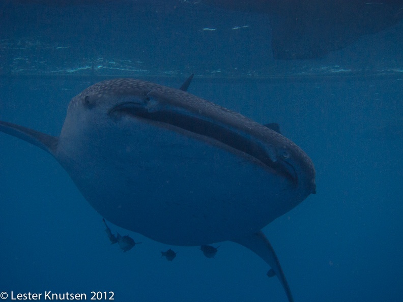 LesterKnutsen 2012 RajaAmpat IMG 3802