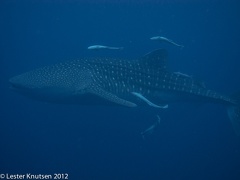 LesterKnutsen 2012 RajaAmpat IMG 3841