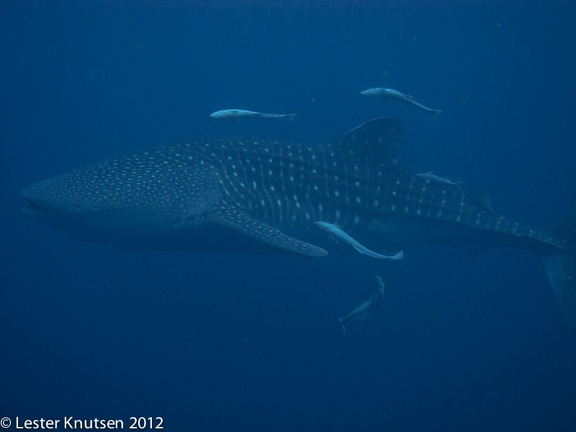 LesterKnutsen 2012 RajaAmpat IMG 3841