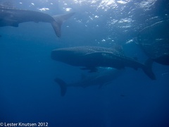 LesterKnutsen 2012 RajaAmpat IMG 3848