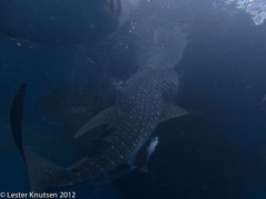 LesterKnutsen 2012 RajaAmpat IMG 3852