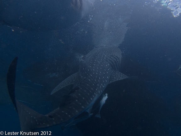 LesterKnutsen 2012 RajaAmpat IMG 3852