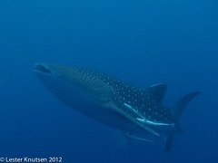 LesterKnutsen 2012 RajaAmpat IMG 3893