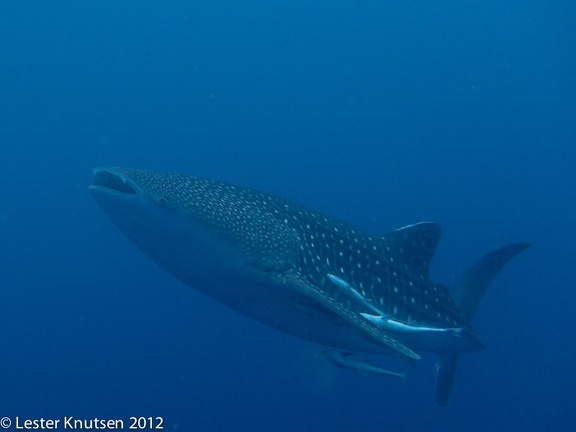 LesterKnutsen 2012 RajaAmpat IMG 3893