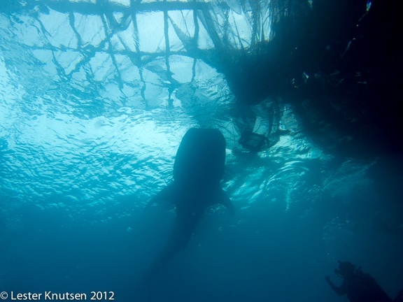 LesterKnutsen 2012 RajaAmpat IMG 3937