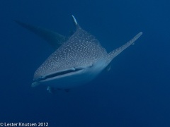 LesterKnutsen 2012 RajaAmpat IMG 3986