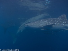 LesterKnutsen 2012 RajaAmpat IMG 3995