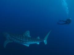 Lester Diving with WhaleSharks-1